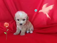 MOLY, a female Maltipoo for sale in San Francisco, CA – 1 of 1