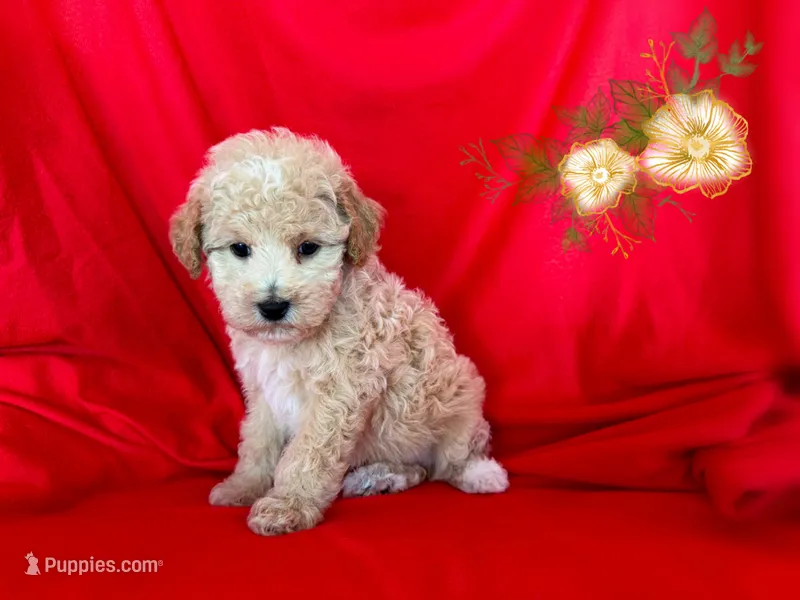 Puppy – Maltipoo, Poodle - Toy  puppy for sale in San Francisco, CA