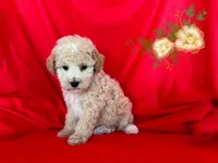 Puppy, a male Maltipoo and Poodle - Toy  for sale in San Francisco, CA – 1 of 1