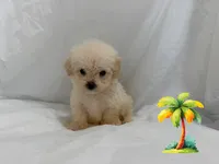 NO NAME , a male Maltipoo and Maltese for sale in San Francisco, CA – 1 of 1