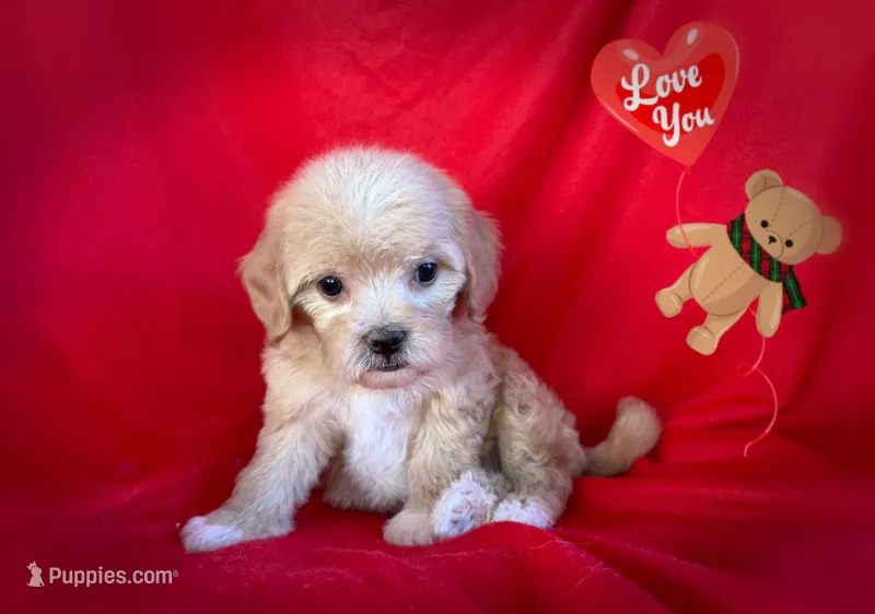 no name – Maltipoo, Maltese puppy for sale in San Francisco, CA