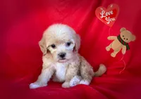 no name, a female Maltipoo and Maltese for sale in San Francisco, CA – 1 of 1