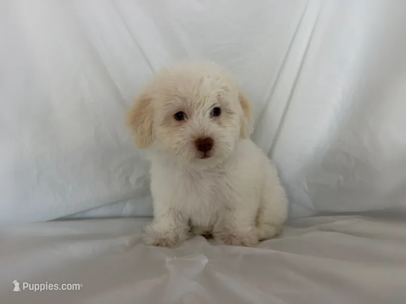 NO NAME  – Maltipoo puppy for sale in San Francisco, CA