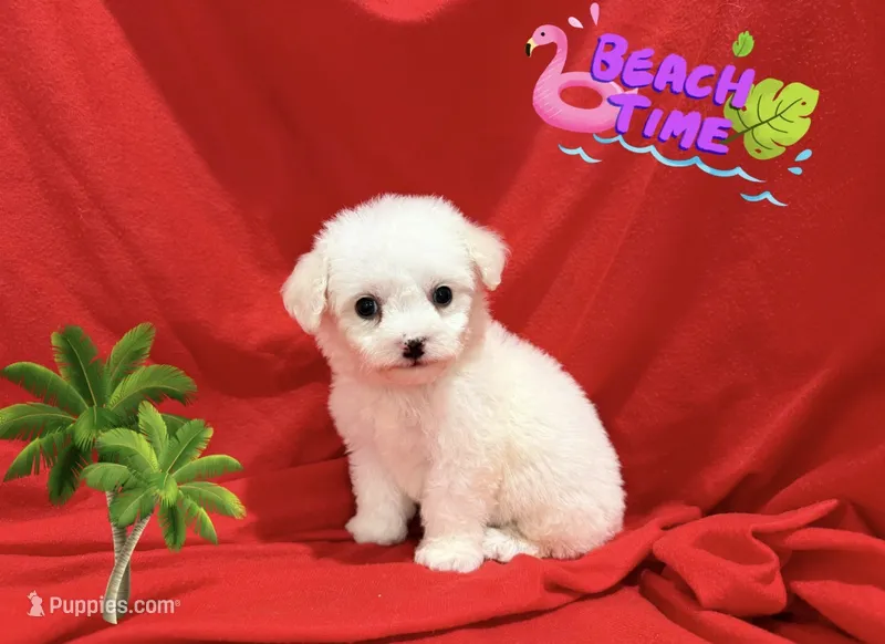 NO NAME  – Maltipoo, Maltese puppy for sale in San Francisco, CA