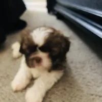  Bella, a female Shih Tzu for sale in Canal Winchester, OH – Photo 3 of 3