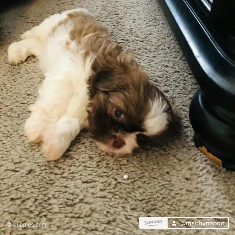  Bella – Shih Tzu puppy for sale in Canal Winchester, OH