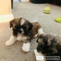  Bella, a female Shih Tzu for sale in Canal Winchester, OH – Photo 2 of 3