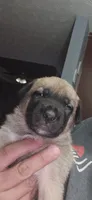 Stubbs, a male Belgian Malinois for sale in Gainesville, GA – 2 of 2