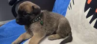 Rose, a female Belgian Malinois for sale in Gainesville, GA – 3 of 3