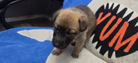 Pond, a female Belgian Malinois for sale in Gainesville, GA – 2 of 3