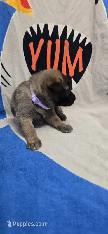 Violet – Belgian Malinois puppy for sale in Gainesville, GA