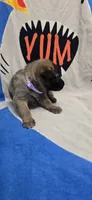 Violet, a female Belgian Malinois for sale in Gainesville, GA – 1 of 3