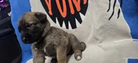 Belle, a female Belgian Malinois for sale in Gainesville, GA – 3 of 3