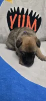 Pond, a female Belgian Malinois for sale in Gainesville, GA – 3 of 3