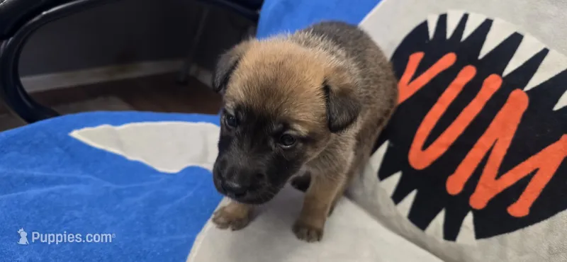Stubbs – Belgian Malinois puppy for sale in Gainesville, GA