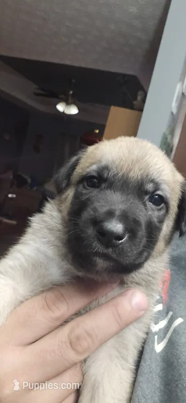 Stubbs – Belgian Malinois puppy for sale in Gainesville, GA