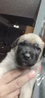 Stubbs, a male Belgian Malinois for sale in Gainesville, GA – 1 of 2