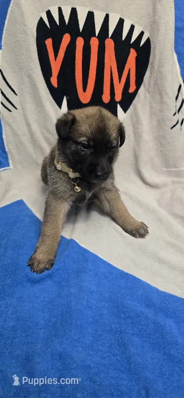 Belle – Belgian Malinois puppy for sale in Gainesville, GA