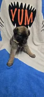 Belle, a female Belgian Malinois for sale in Gainesville, GA – 1 of 3