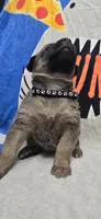 Thorn, a male Belgian Malinois for sale in Gainesville, GA – 2 of 3