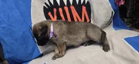 Violet, a female Belgian Malinois for sale in Gainesville, GA – 2 of 3