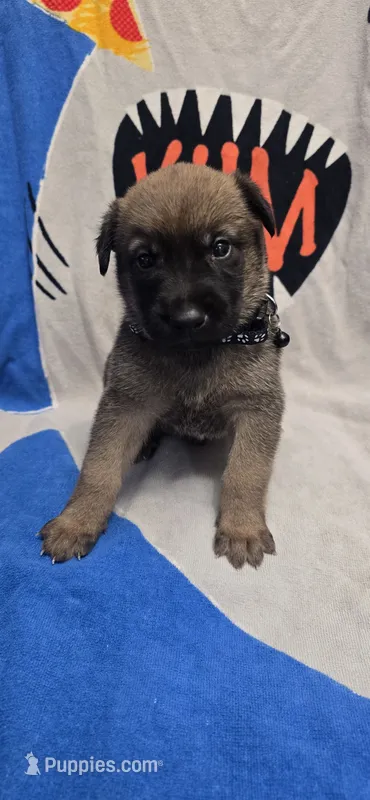 Thorn – Belgian Malinois puppy for sale in Gainesville, GA