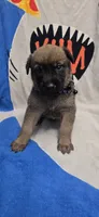 Thorn, a male Belgian Malinois for sale in Gainesville, GA – 1 of 3