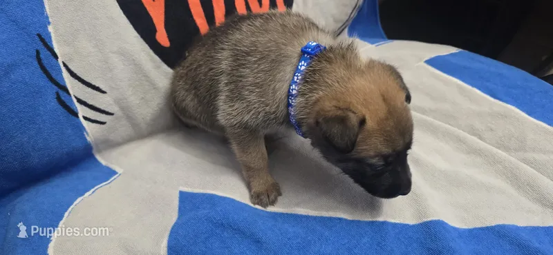 Pond – Belgian Malinois puppy for sale in Gainesville, GA