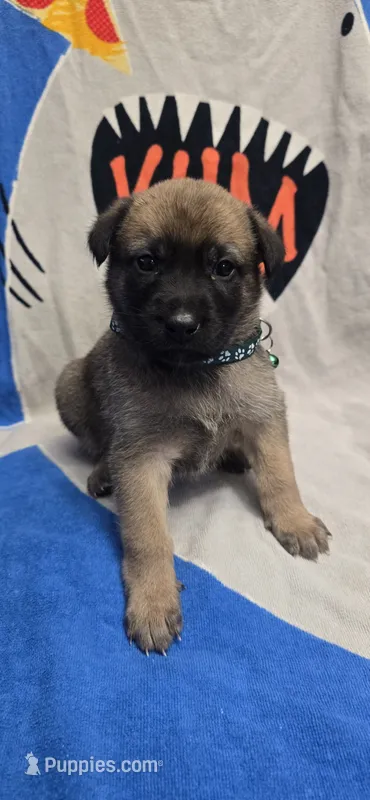 Rose – Belgian Malinois puppy for sale in Gainesville, GA