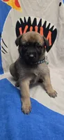 Rose, a female Belgian Malinois for sale in Gainesville, GA – 1 of 3