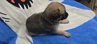 Rose, a female Belgian Malinois for sale in Gainesville, GA – 2 of 3