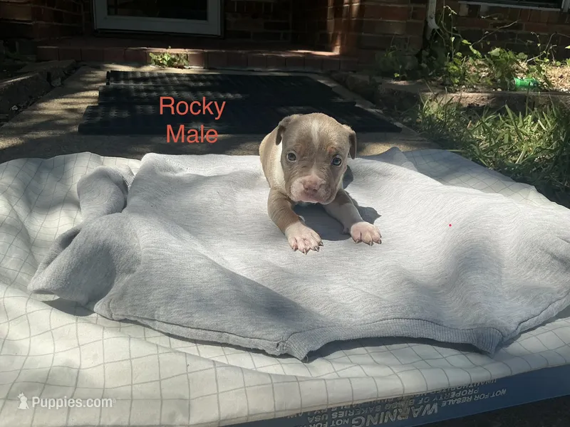 Rocky – American Bully puppy for sale in Carrollton, TX