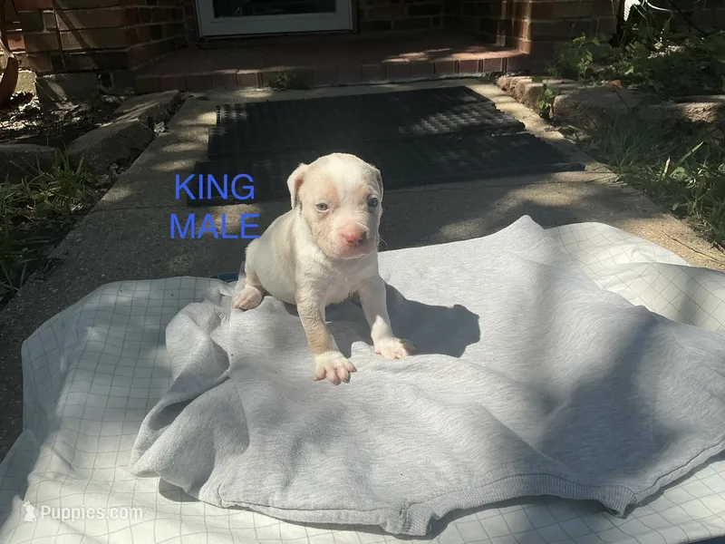 King – American Bully puppy for sale in Carrollton, TX