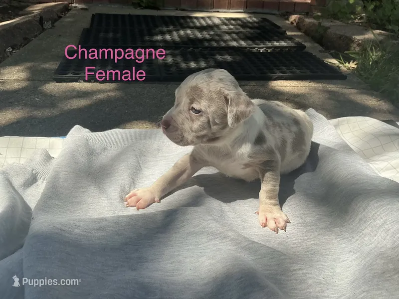 Champagne  – American Bully puppy for sale in Carrollton, TX