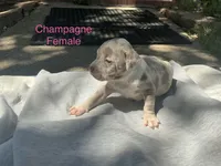 Champagne , a female American Bully for sale in Carrollton, TX – 1 of 1
