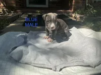 Blue, a male American Bully for sale in Carrollton, TX – 1 of 1