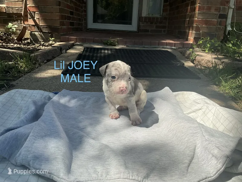 Lil Joey – American Bully puppy for sale in Carrollton, TX