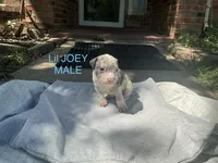 Lil Joey, a male American Bully for sale in Carrollton, TX – 1 of 1