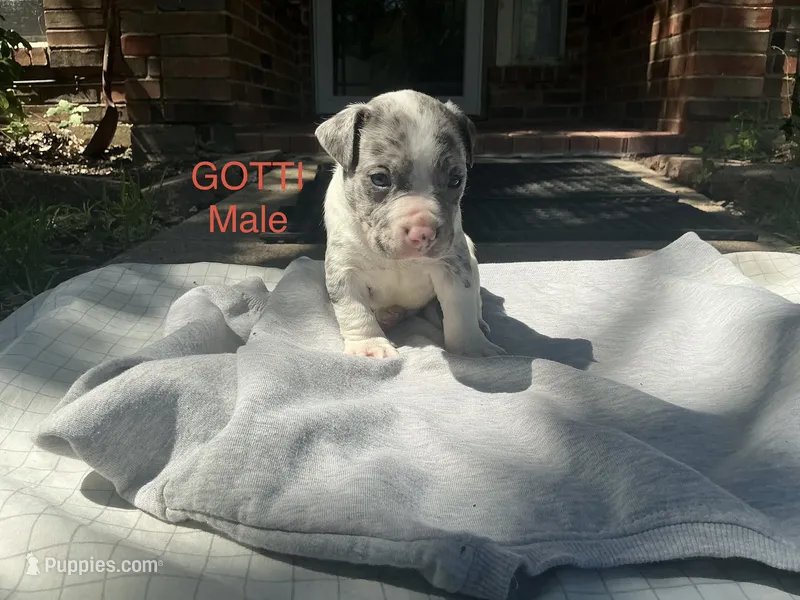 Gotti – American Bully puppy for sale in Carrollton, TX