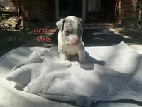 Gotti, a male American Bully for sale in Carrollton, TX – 1 of 1