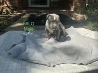 Milo, a male American Bully for sale in Carrollton, TX – 1 of 1