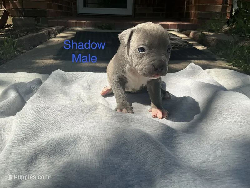 Shadow – American Bully puppy for sale in Carrollton, TX