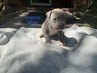 Shadow, a male American Bully for sale in Carrollton, TX – 1 of 1