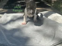 Jade, a female American Bully for sale in Carrollton, TX – 1 of 1