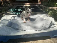 Electra , a female American Bully for sale in Carrollton, TX – 1 of 1