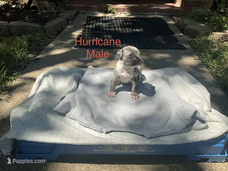 Hurricane – American Bully puppy for sale in Carrollton, TX