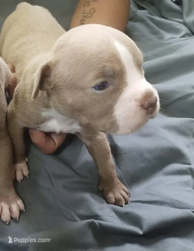 n/a – American Bully puppy for sale in Atlanta, GA