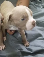 n/a, a female American Bully for sale in Atlanta, GA – 1 of 3