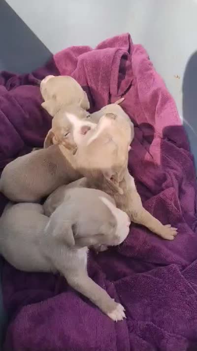 n/a, a female American Bully for sale in Atlanta, GA – 3 of 3