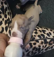 n/a, a female American Bully for sale in Atlanta, GA – 2 of 3